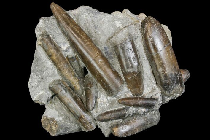 Fossil Belemnite (Paxillosus) Cluster - Mistelgau, Germany #139010